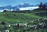 trekking auli himalaya, uttaranchal auli tour,auli india himalaya, auli tours, auli, auli himalayan adventure tours, auli himalayan package tours, tour to auli himalayas, auli trek, trek to auli, auli garhwal himalayas, trekking in auli, auli treks
