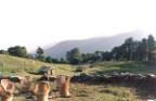 camping at gorson bughyal,india himalaya gorson camping,gorshon bughyal,gorson meadow camping,camping the himalayas,camping in garhwal himalayas