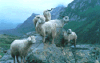 eco tours,eco trekking,india eco tours,eco trekking in the himalayas