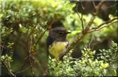 eco tours,adventure eco tours,india eco treks,garhwal eco tourisum,eco treks garhwal himalaya,uttaranchal eco trekking,eco trekking in the himalayas