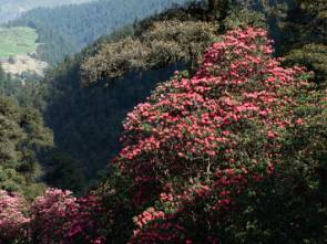 himalayan eco trekking, india himalaya eco tours,eco tours to himalaya,himalaya eco trkekings,trekking to himalaya,himalaya eco tour packages,eco treks