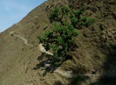Photo by Frank & Klaus Germany,,india garhwal himalaya,garhwal expedition tours,garhwal trekking tours,india garhwal trekking tours,garhwal adventure package tours,garhwal trek tours,uttaranchal himalaya trekking tours,uttaranchal garhwal himalaya tours