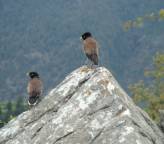 Indian Garhwal Himalayas - Where Reality Exceeds Your Dream,live in nature,come to garhwal himalayas