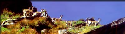  tour to nanda devi national park, nanda devi national park trekking,nandadevi travel,tours package nadna devi national park,tours package nandadevi, nandadevi biopshere reserve trekking, nanda devi biosphere reserve tours,nandadevi biosphere reserve