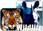 india uttaranchal wild life tours,uttaranchal wild life trip,uttaranchal wild life tour packges,wild life trips,india wild life tour