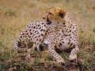 uttaranchal wildlife tours,uttaranchal wild life trip,wild life in uttaranchal,tours wild life in uttaranchal,wild life trip uttaranchal,india uttaranchal wild life tours
