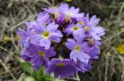 valley of flower national park tours,india valley of flower trekking tour,trek valley of flower national park