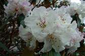 valley of flower trip,tour to valley of flower,valley of flower national parks,trekking the valley of national park,india valley of flower tours