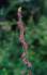 india valley of flower tours,india valley of flower trekking tour,world heritage site valley of flower,valley of flower uttaranchal himalayas