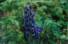 uttaranchal himalaya valley of flower trekking tours,trekking garhwal valley of flower tours,package tours to india valley of flower tours,valley of flower tours india