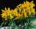 india valley of flower trip,trip to india valley of flower,adventure tours to valley of flower national park,adventure tours uttaranchal valley of flower