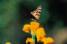 india valley of flower trekking tour,world heritage site valley of flower,valley of flower uttaranchal himalayas,uttaranchal himalaya valley of flower trekking tours,trekking garhwal valley of flower tours